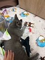 chiko