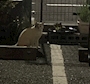 新着ブログ 🐱•••👀