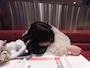 しの