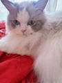 chiko