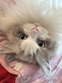 chiko