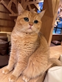 chiko