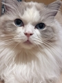 chiko