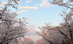 くるみ 朝・昼キャバ!!Raphael 津田沼店・ラファエル - 津田沼の朝・昼キャバ