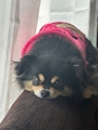 chiko