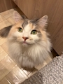 chiko