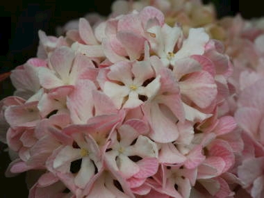 今日の花言葉 マリ 心斎橋 ラウンジいぶき ポケパラ