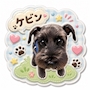 chiko