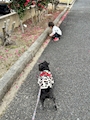 chiko