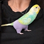 新着ブログ ちゃっぴー🤣💕