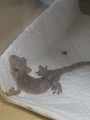 chiko
