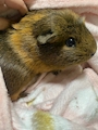 chiko