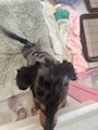 chiko