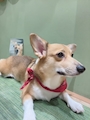 chiko