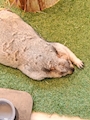 chiko