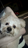 犬いいかんじ！！