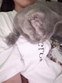 chiko