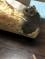 chiko