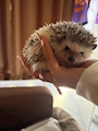 chiko