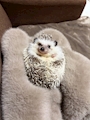 chiko