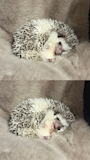 chiko