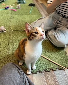 はる「猫カフェ行ってきた🐱💕」