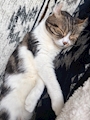 chiko