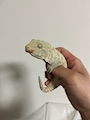 chiko