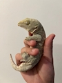 chiko