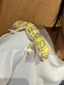 chiko