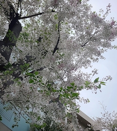 てる「遅すぎたお花見🌸」