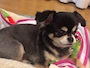 chiko
