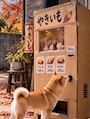 chiko