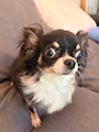 chiko