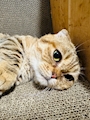 chiko