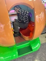 樹