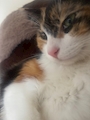 chiko