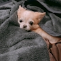 chiko