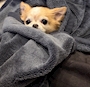 chiko
