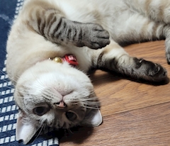 プロフィール写真1・ルル｜1080°・テンエイティ - 北新地のスナック