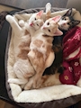 chiko