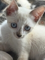 chiko