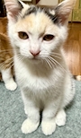 chiko