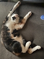 chiko