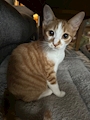 chiko