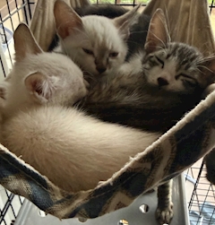 🐱黒輝 はる🐾
