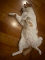 chiko