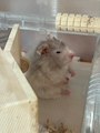新着ブログ 🐹