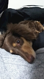 chiko
