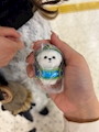 chiko